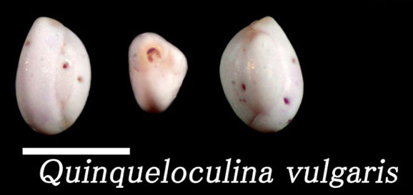 Quinqueloculina vulgaris